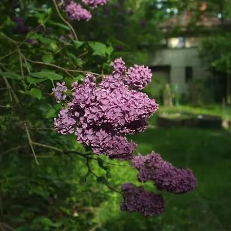 Lesny Kasztel Pod Sosnami. W Koronach Drzew. 아파트 Milanowek