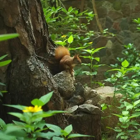 아파트 Lesny Kasztel Pod Sosnami. W Koronach Drzew. Milanowek